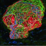 Al Divino ‘HEADCRACK EP’ & ‘DANGER!’ [Snippets]